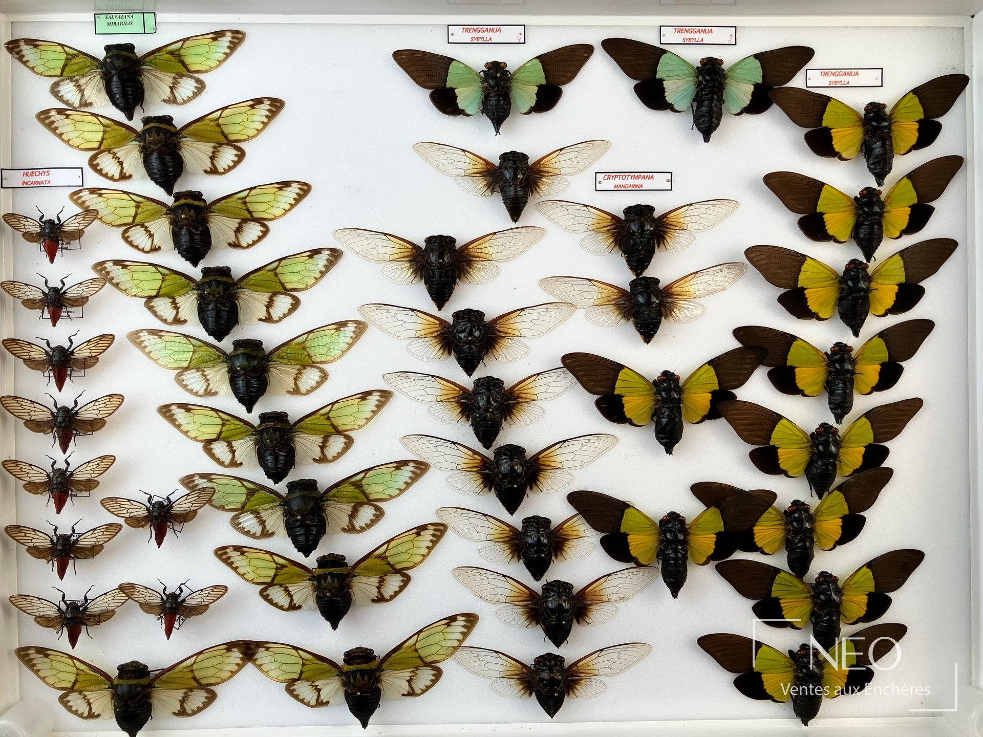 Cigales exotiques d’Asie en six boîtes