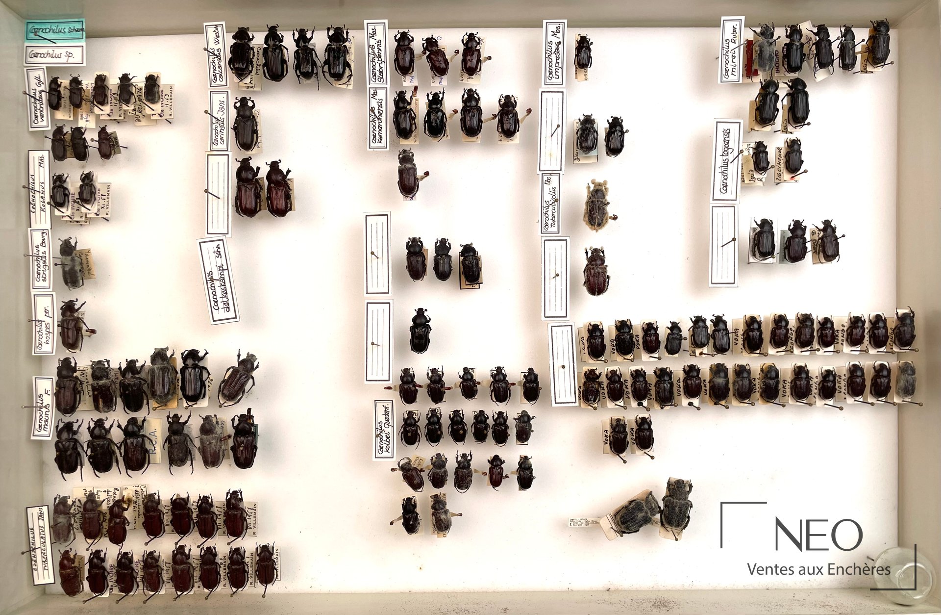Boîte entomologique avec de nombreux spécimens de Coenochilus épinglés et étiquetés