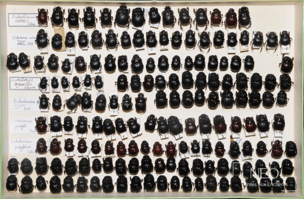 Boîte d'insectes avec rangées de coléoptères coprophages épinglés et étiquetés