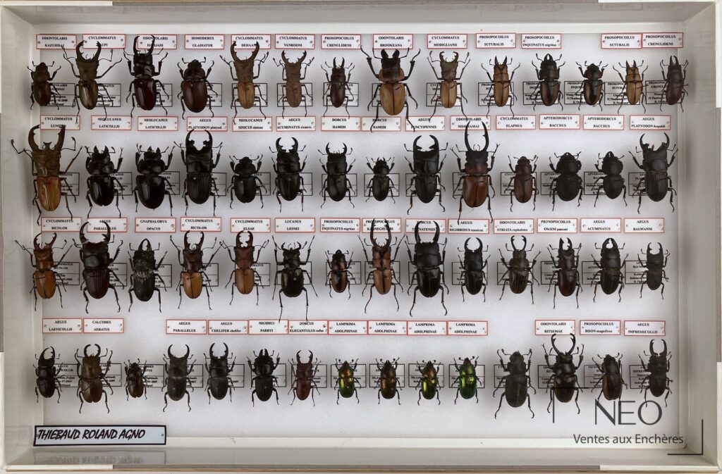 Vue d'ensemble d'une boîte de coléoptères exotiques avec spécimens épinglés et étiquettes nominatives