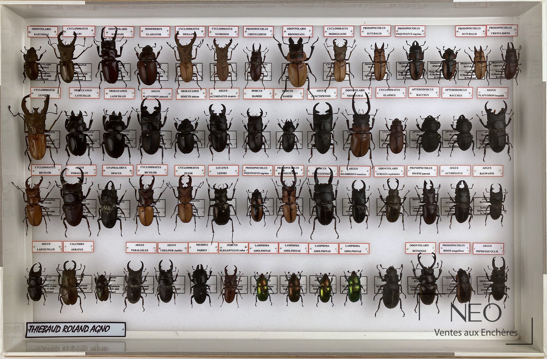 Vue d'ensemble d'une boîte de coléoptères exotiques avec spécimens épinglés et étiquettes nominatives