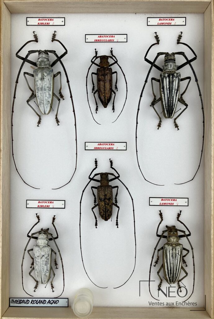 Boîte de coléoptères exotiques avec grandes longicornes et étiquettes de classification