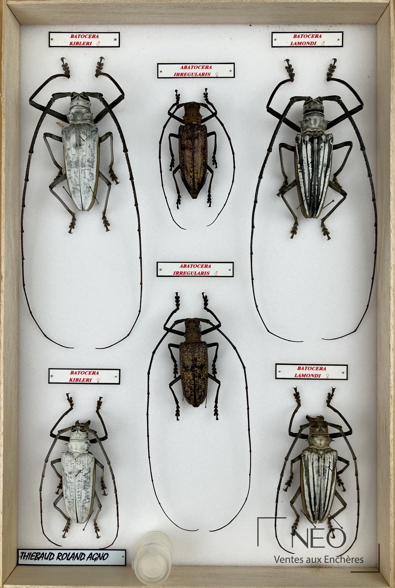 Boîte de coléoptères exotiques avec grandes longicornes et étiquettes de classification