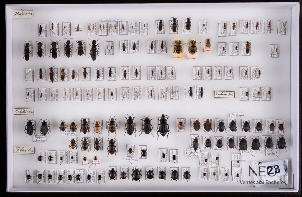 Boite d'entomologie avec coléoptères épinglés et étiquettes manuscrites