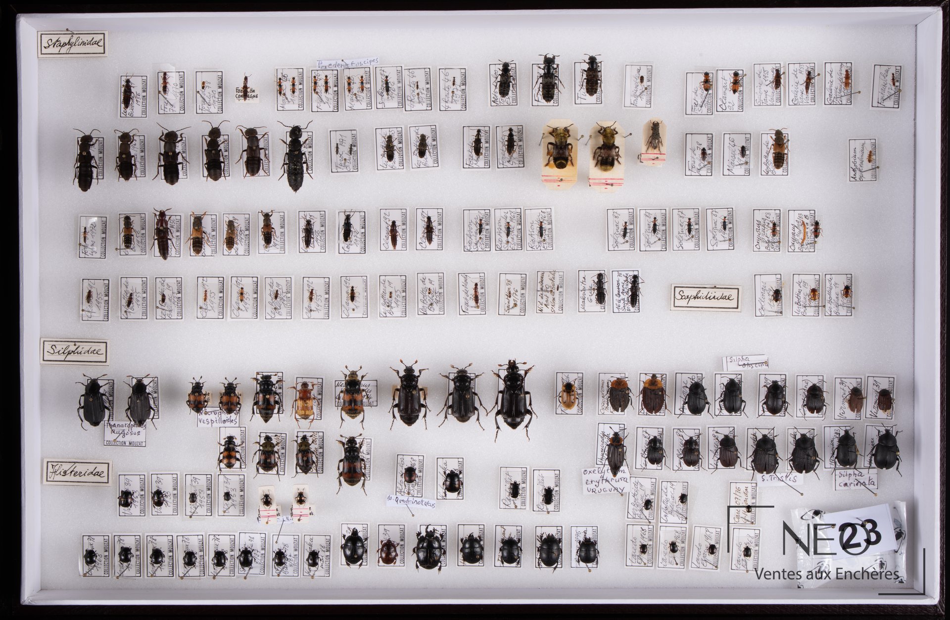 Boite d'entomologie avec coléoptères épinglés et étiquettes manuscrites