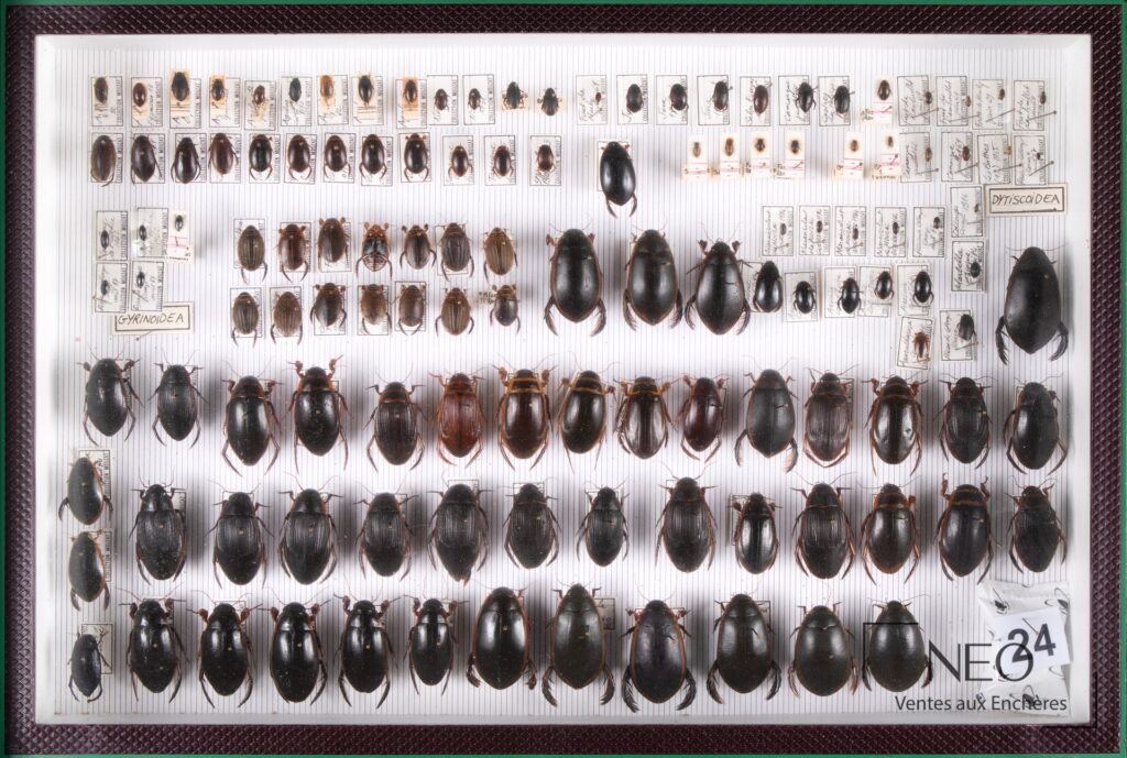 Vue d'ensemble de quatre boîtes entomologiques remplies de coléoptères variés