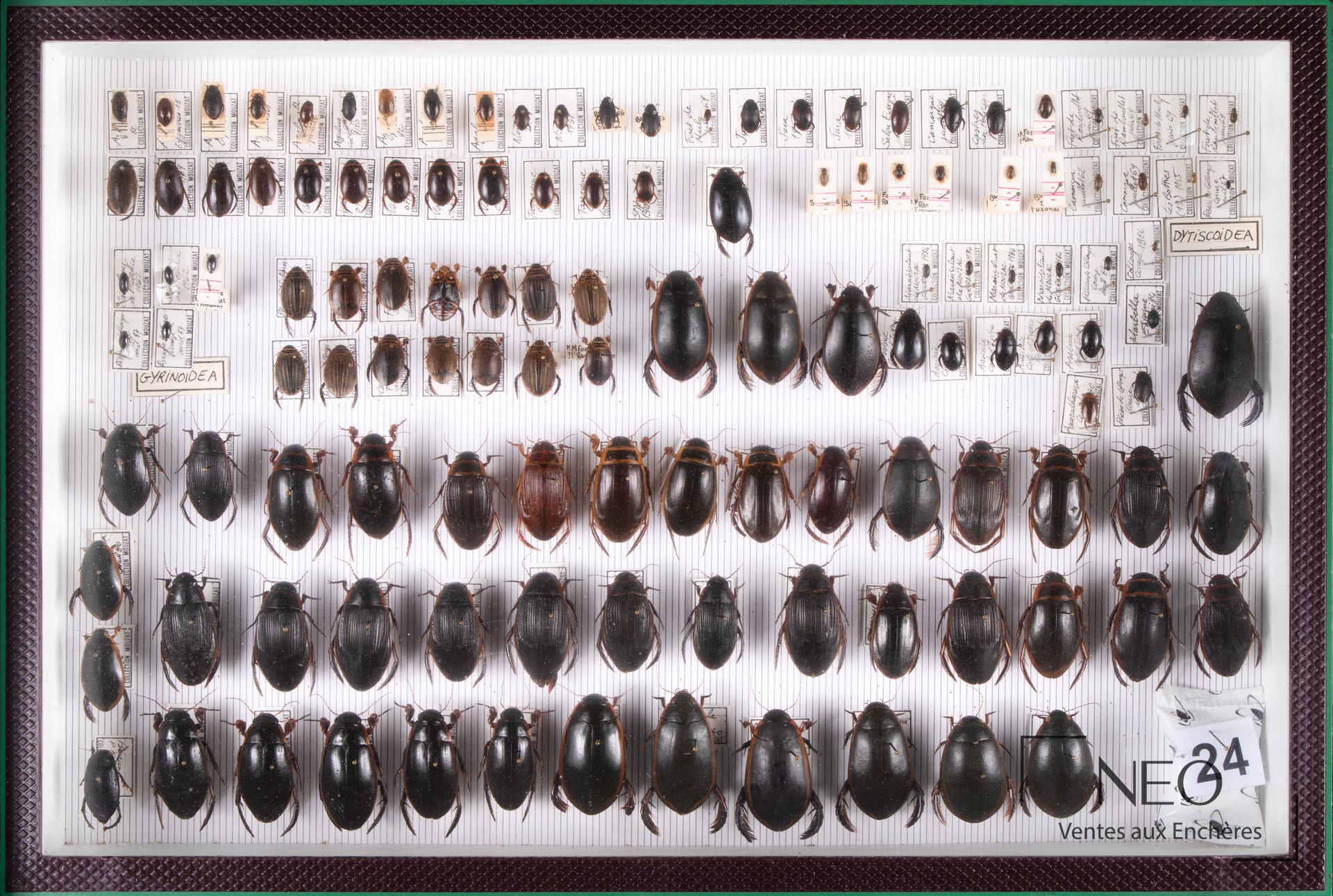 Vue d'ensemble de quatre boîtes entomologiques remplies de coléoptères variés