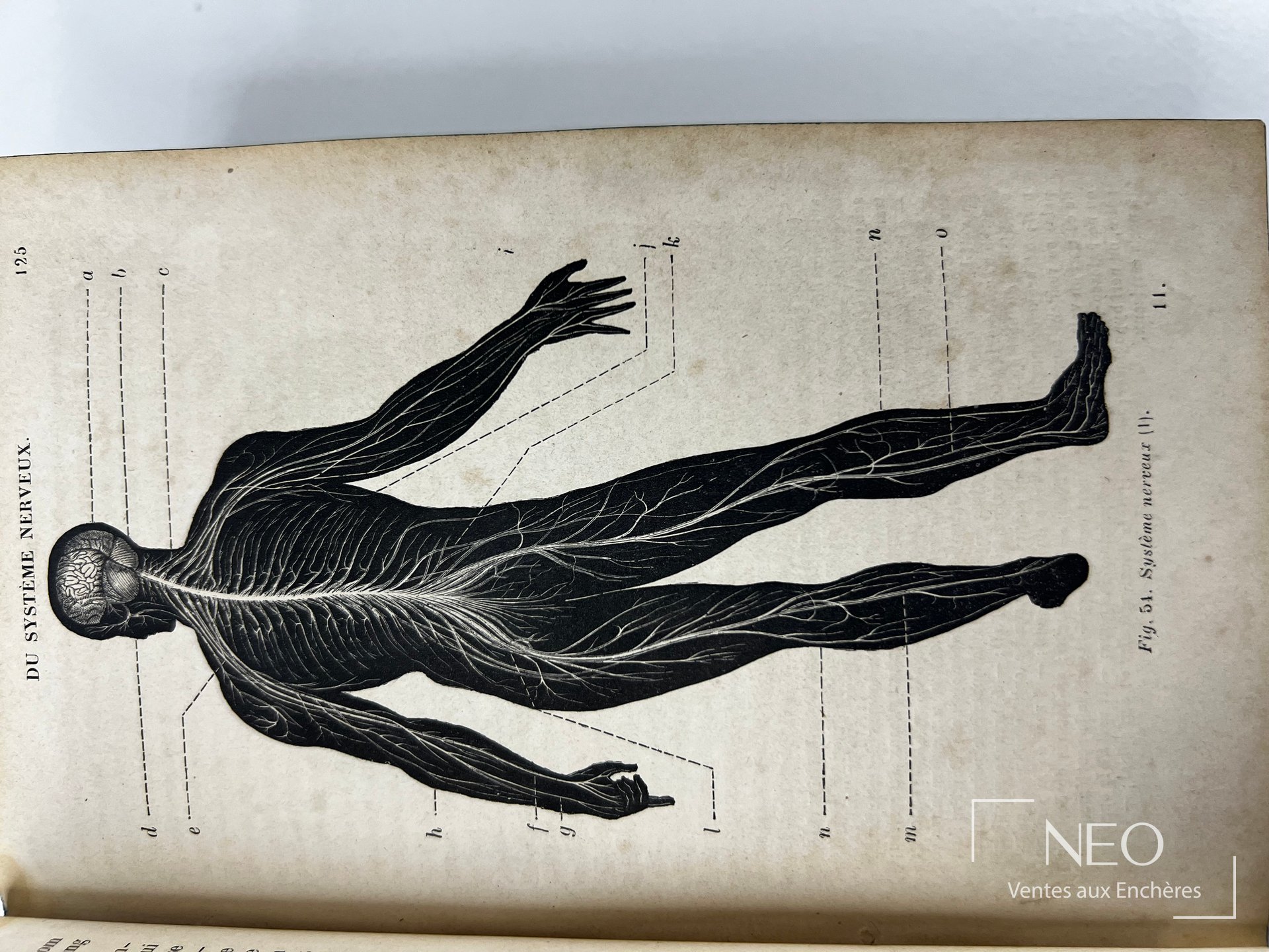 Page illustrée d'un système nerveux avec repères alphabétiques et légende latérale