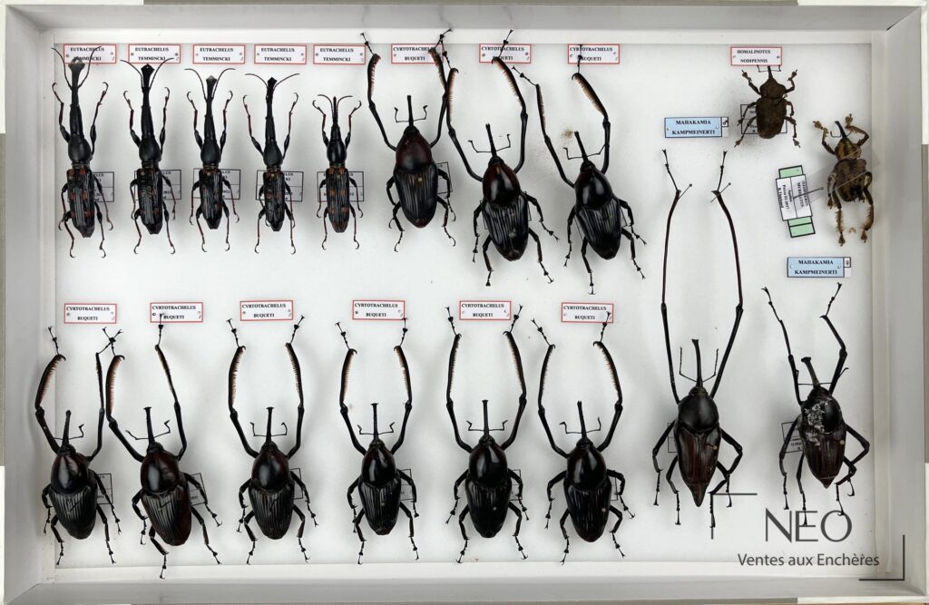 Trois boîtes de coléoptères épinglés