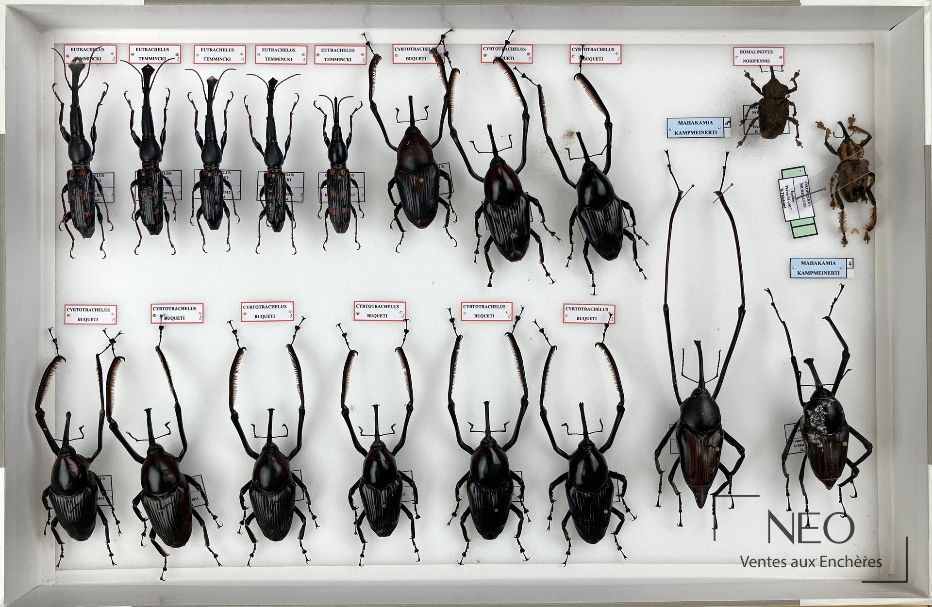 Trois boîtes de coléoptères épinglés