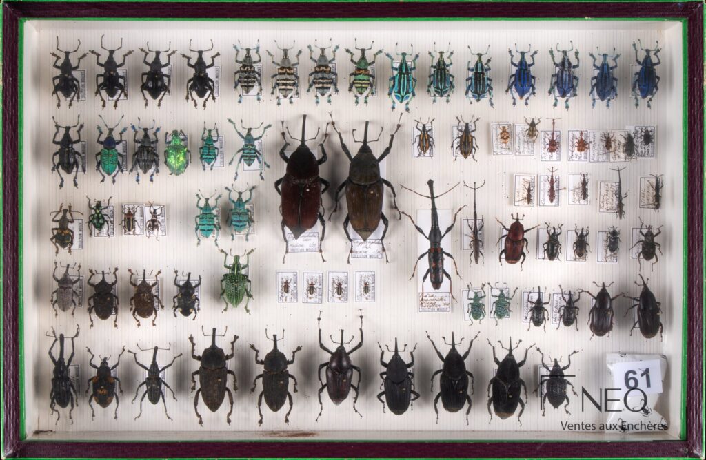 Boîte de Curculionidae avec spécimens disposés sur fond clair