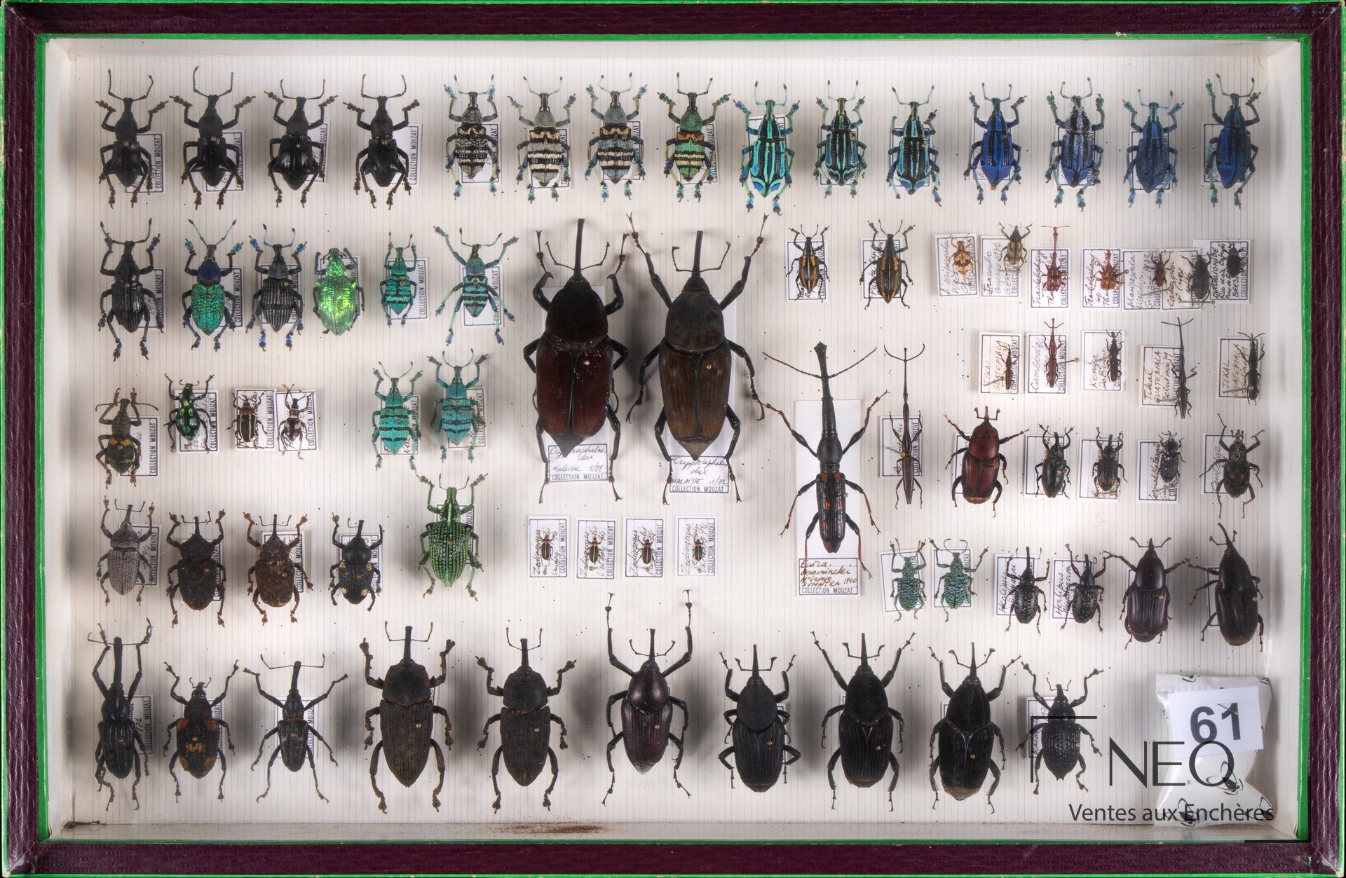 Boîte de Curculionidae avec spécimens disposés sur fond clair