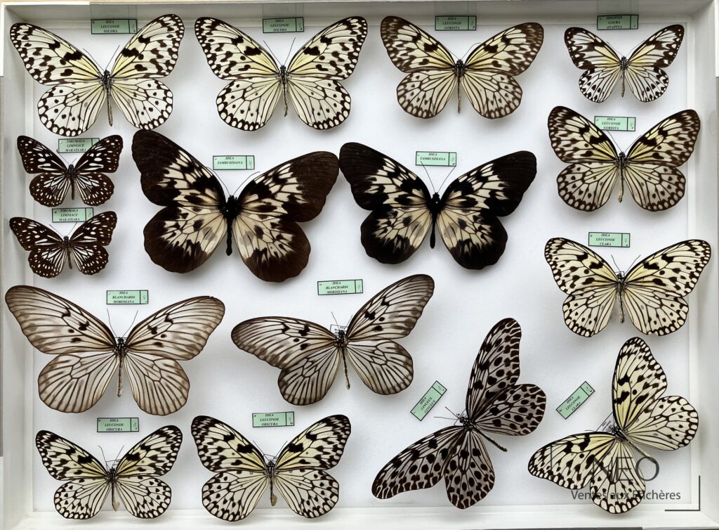 Cadre entomologique réunissant plusieurs papillons Danaidae sous étiquettes.