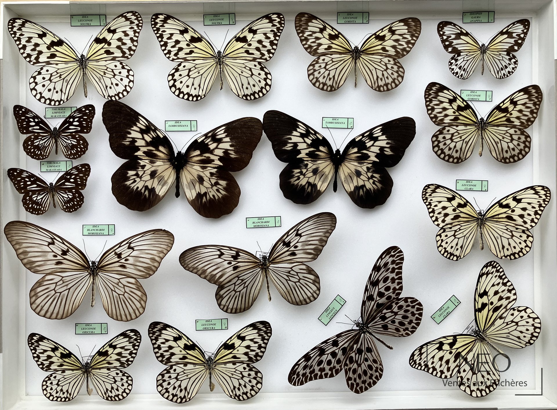 Cadre entomologique réunissant plusieurs papillons Danaidae sous étiquettes.