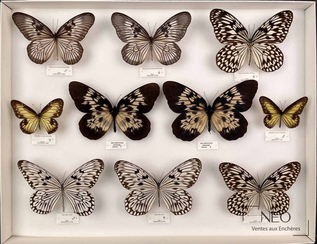 Boîte entomologique de Danaidae exotiques avec plusieurs papillons montés sur fond clair