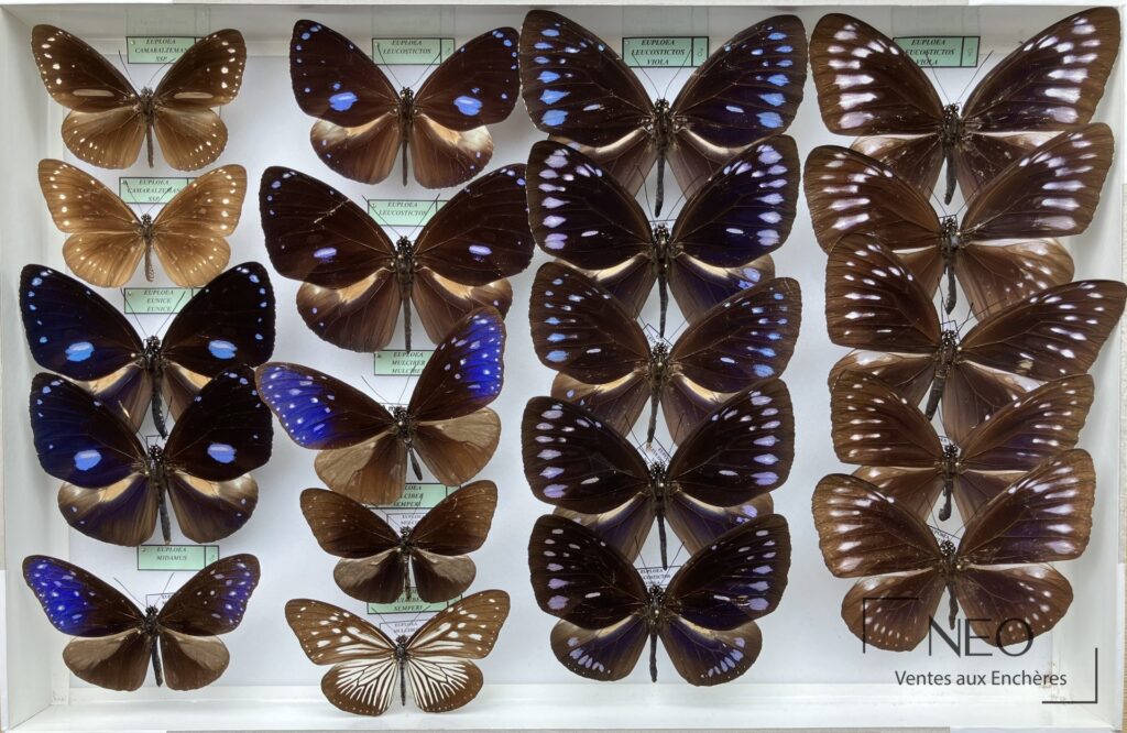 Boîte entomologique rassemblant plusieurs papillons Danaidae aux ailes déployées.