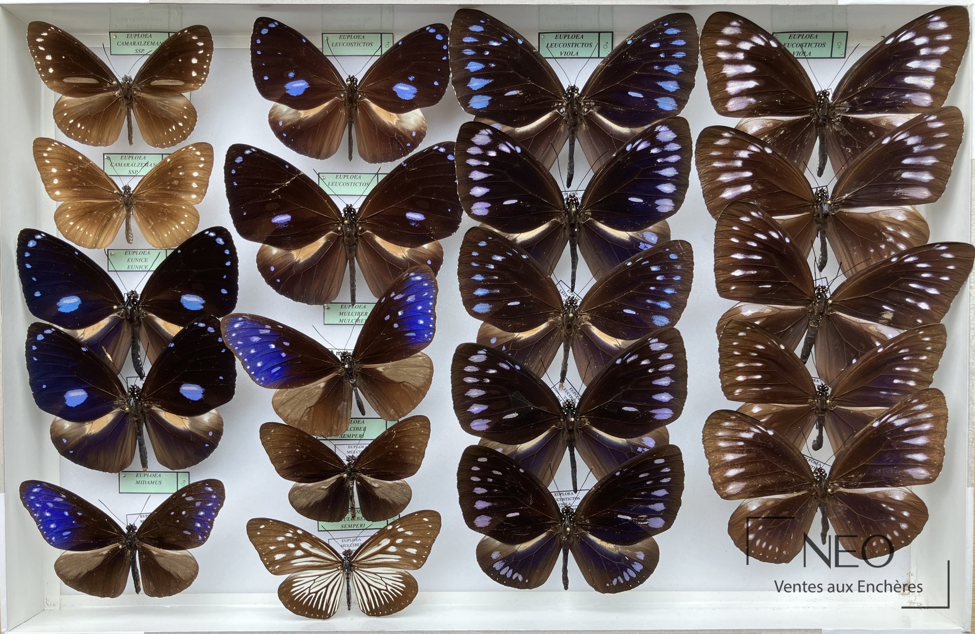 Boîte entomologique rassemblant plusieurs papillons Danaidae aux ailes déployées.