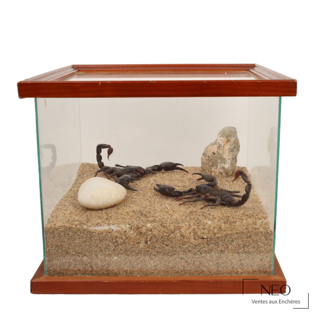 Diorama de deux scorpions noirs dans un coffret en verre sur fond de sable