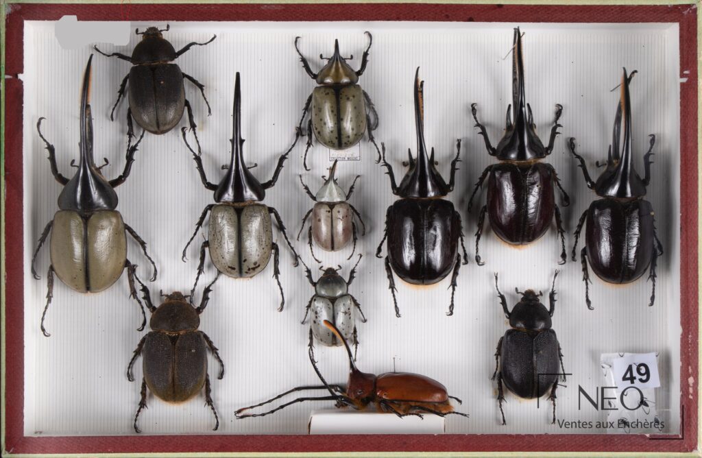 Boîte entomologique présentant plusieurs Dynastes disposés sur fond blanc rayé