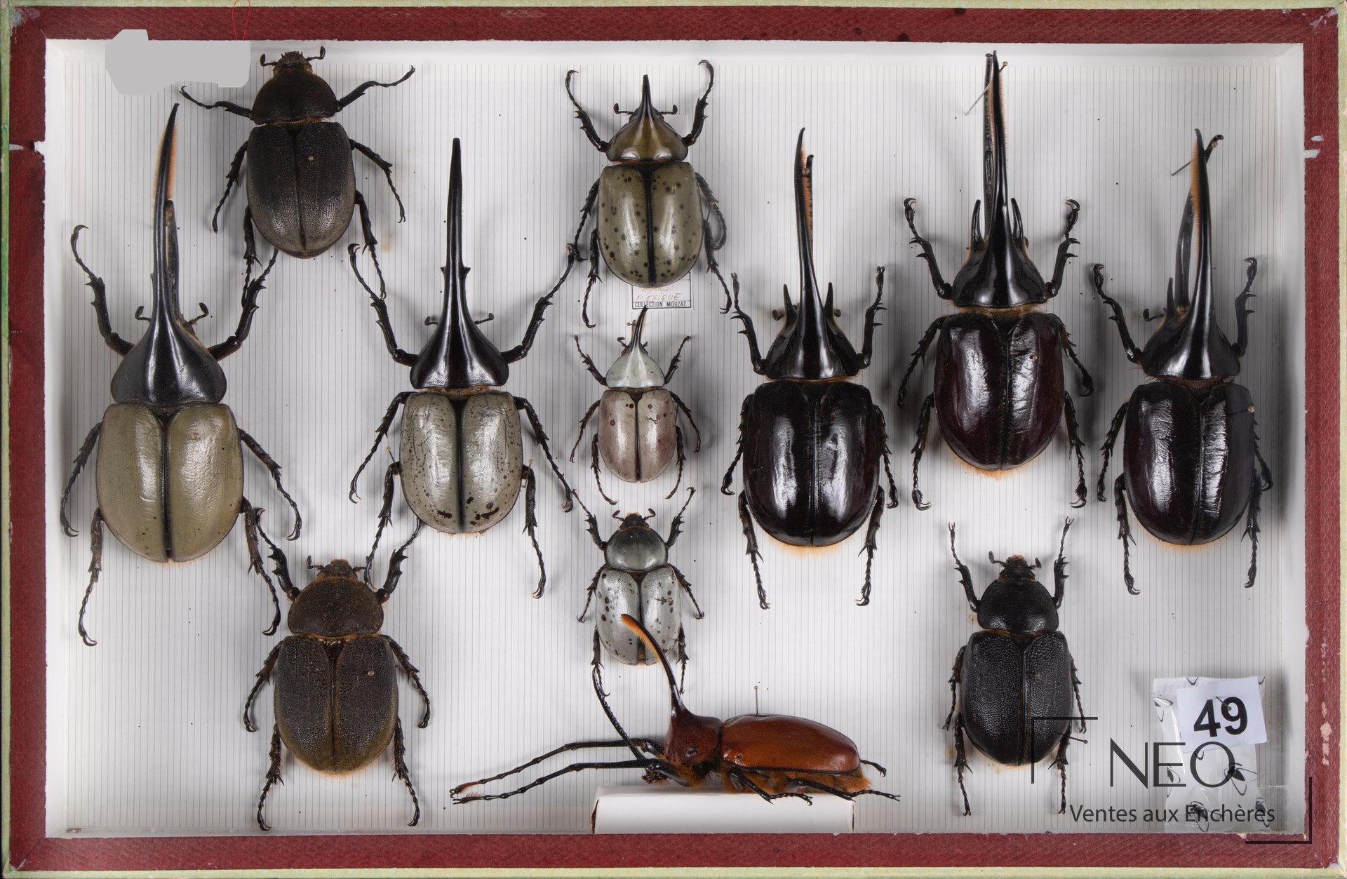 Boîte entomologique présentant plusieurs Dynastes disposés sur fond blanc rayé