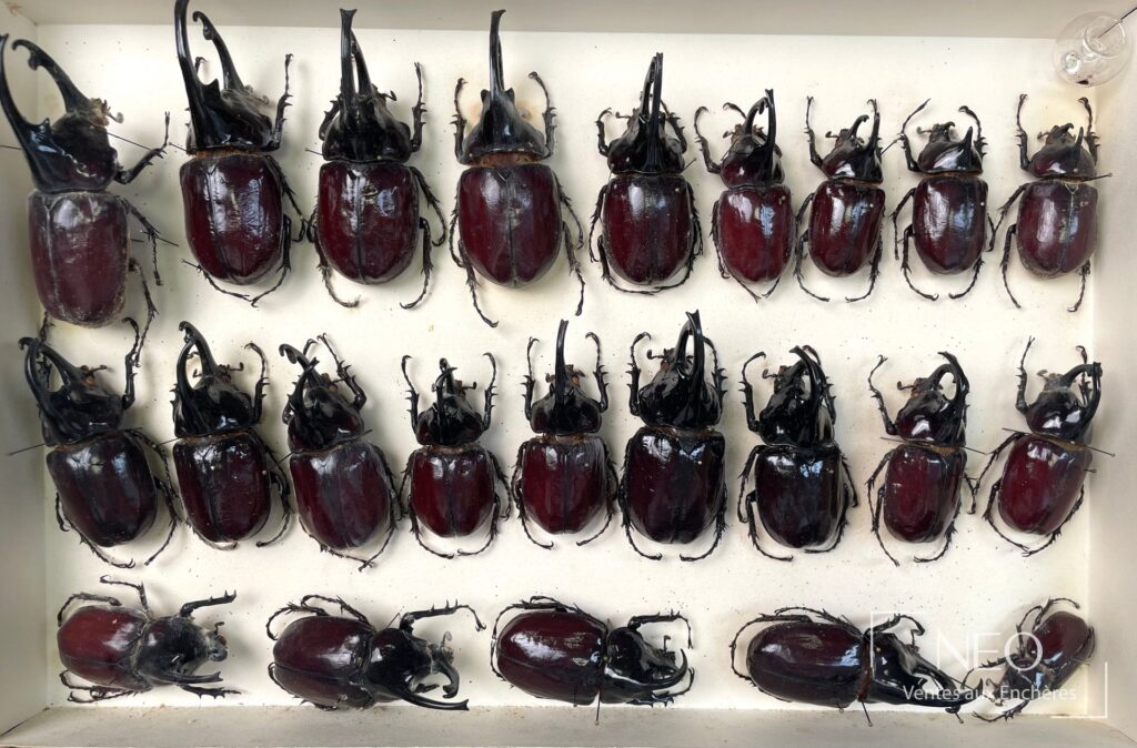 Boîte entomologique remplie de grands Dynastidae aux élytres brun rouge et aux cornes noires