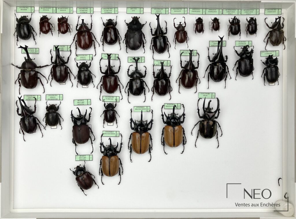 Boîte entomologique présentant plusieurs dynastidae asiatiques épinglés et étiquetés.