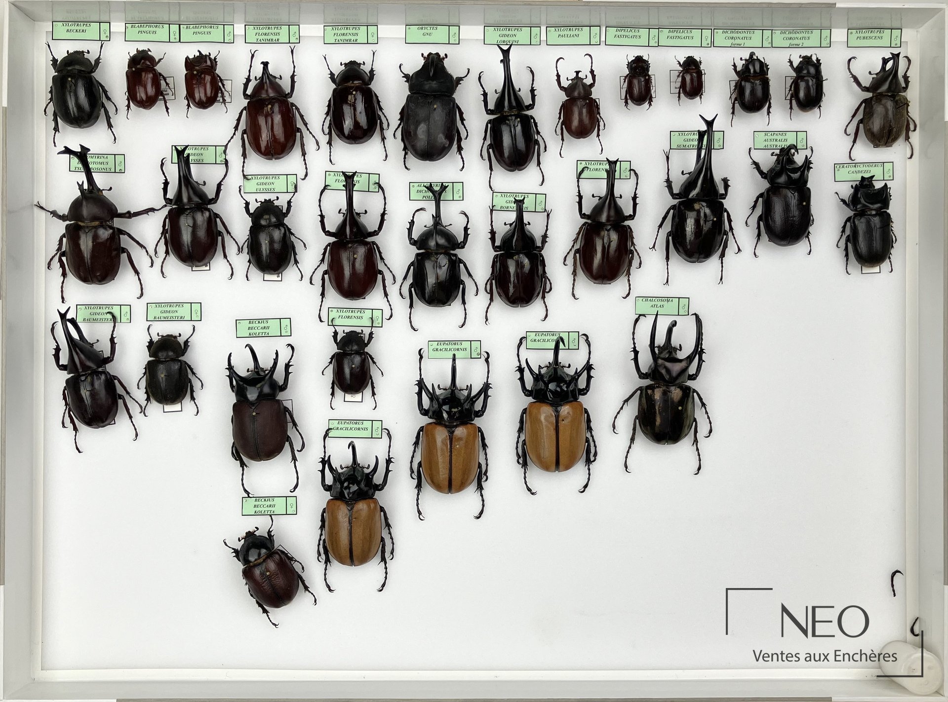 Boîte entomologique présentant plusieurs dynastidae asiatiques épinglés et étiquetés.