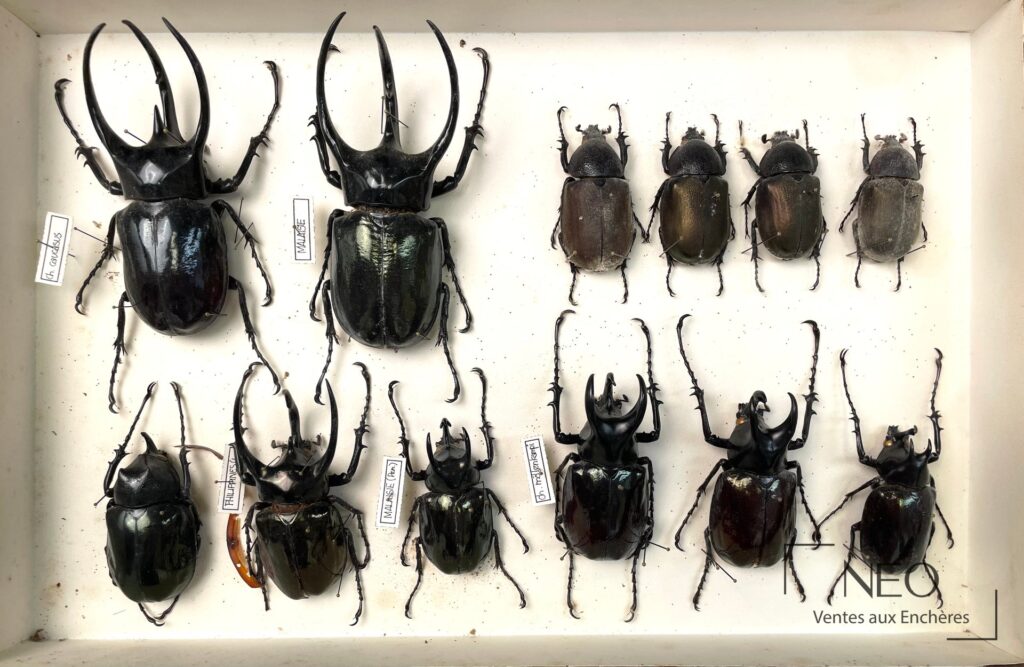 Boîte d'insectes naturalisés avec grands coléoptères Dynastidae étiquetés.