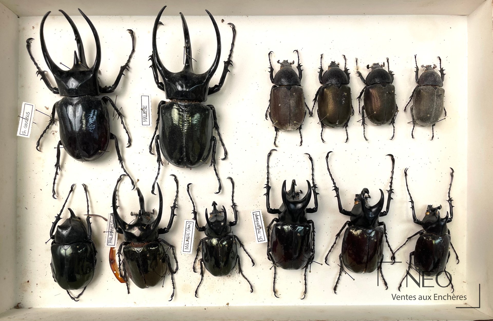Ensemble de Dynastidae asiatiques et néotropicaux, cinq boîtes de collection
