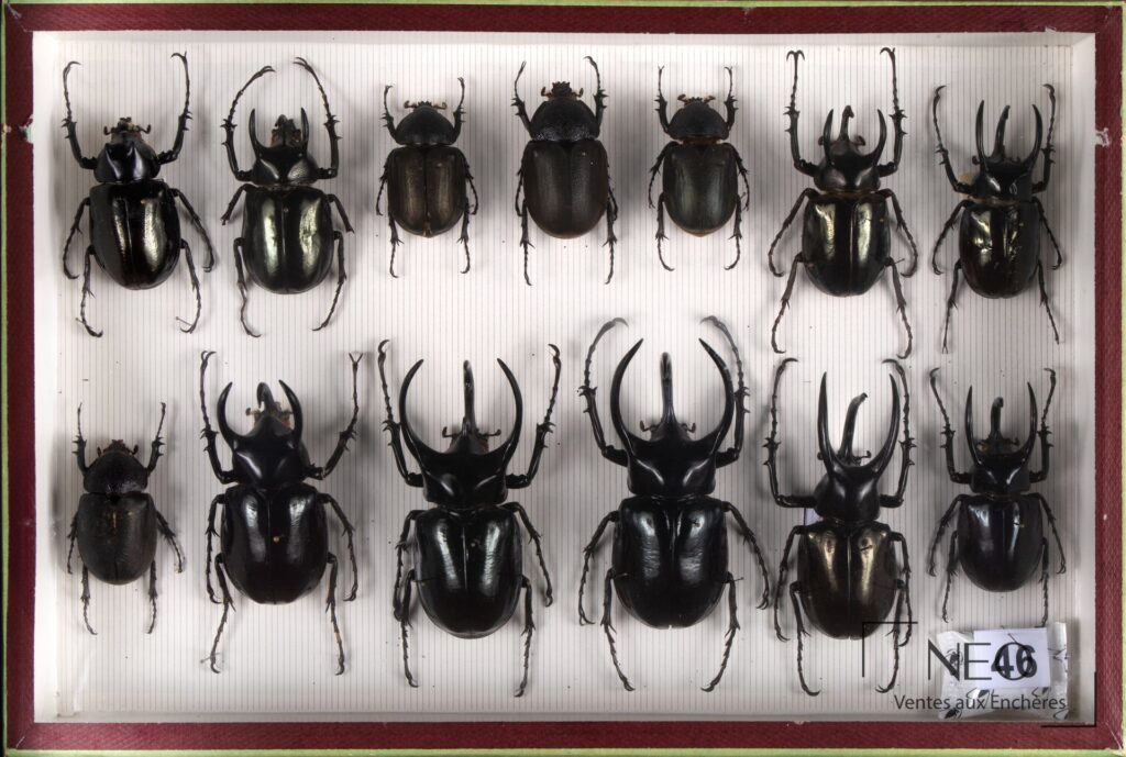 Boîte d'insectes naturalisés présentant plusieurs coléoptères noirs disposés sur fond rayé.