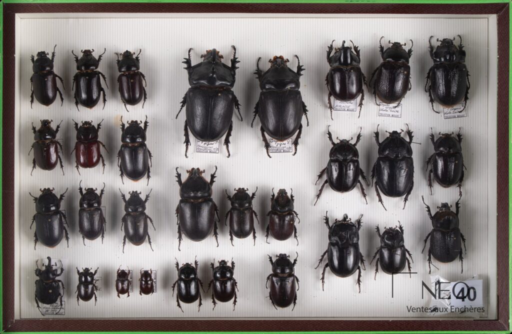 Boîte encadrée de nombreux coléoptères Dynastidae disposés sur fond clair rayé