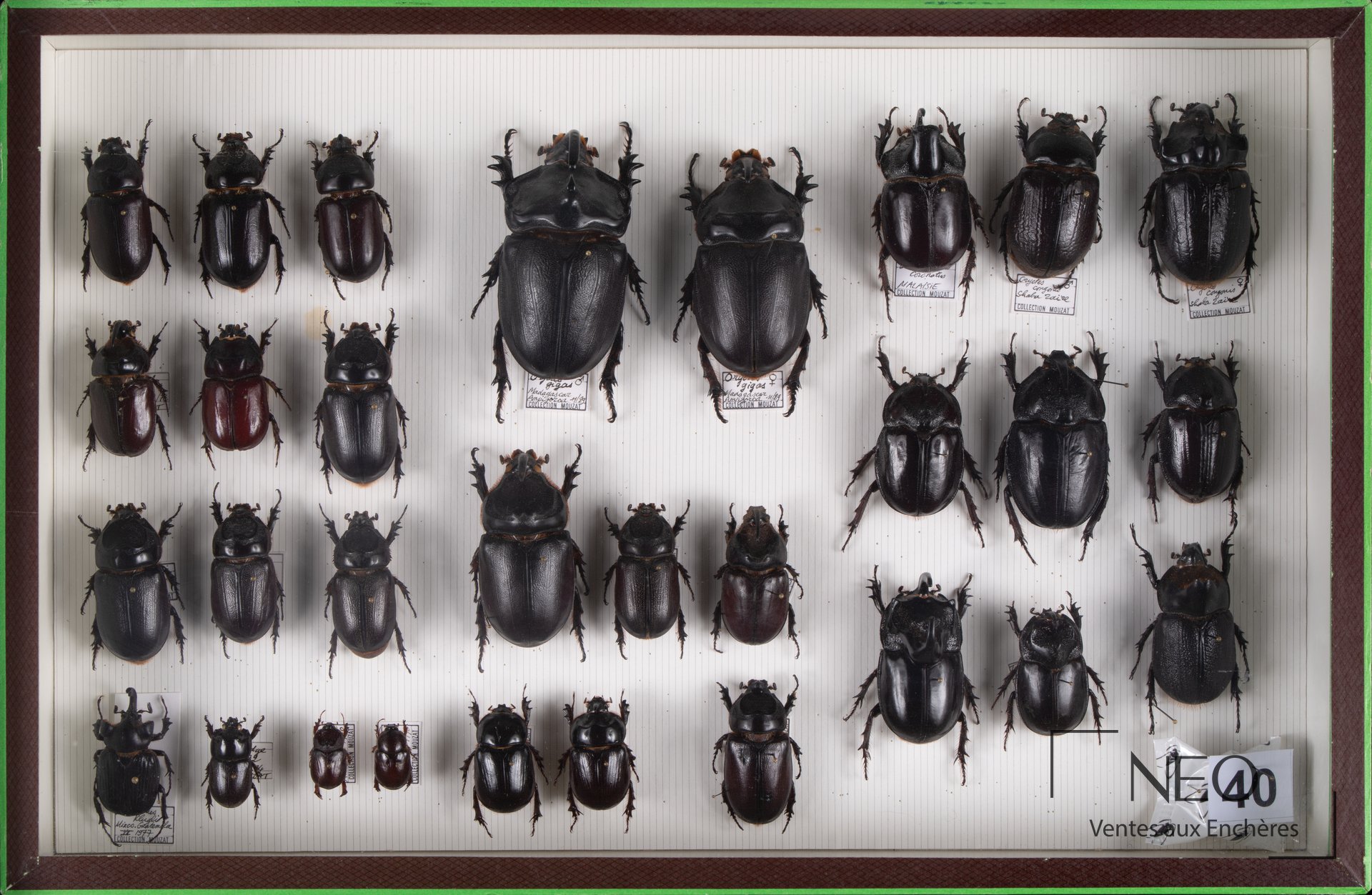 Boîte encadrée de nombreux coléoptères Dynastidae disposés sur fond clair rayé