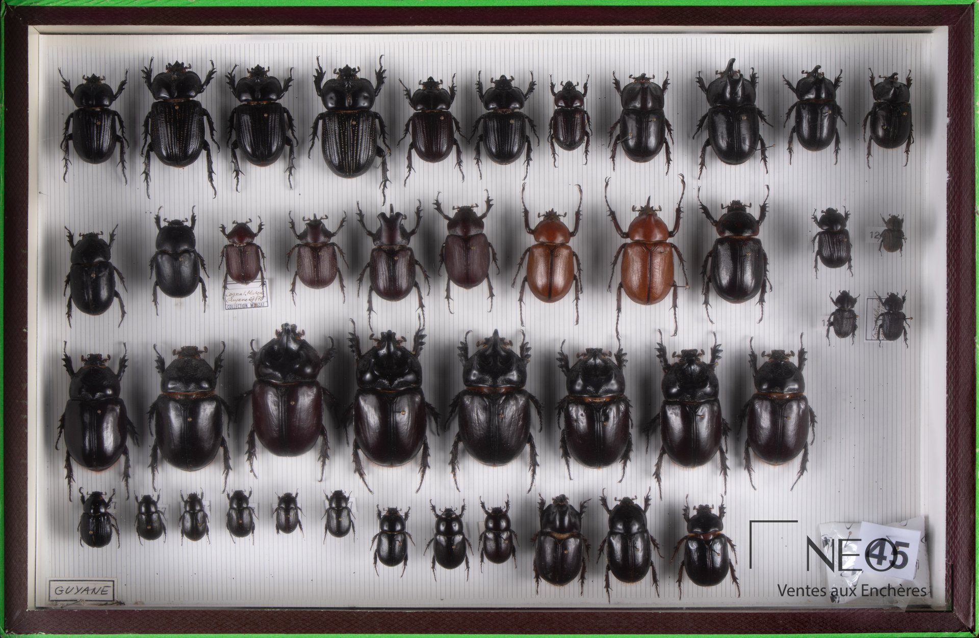 Boîte entomologique de dynastides exotiques présentant de nombreux coléoptères alignés sous verre