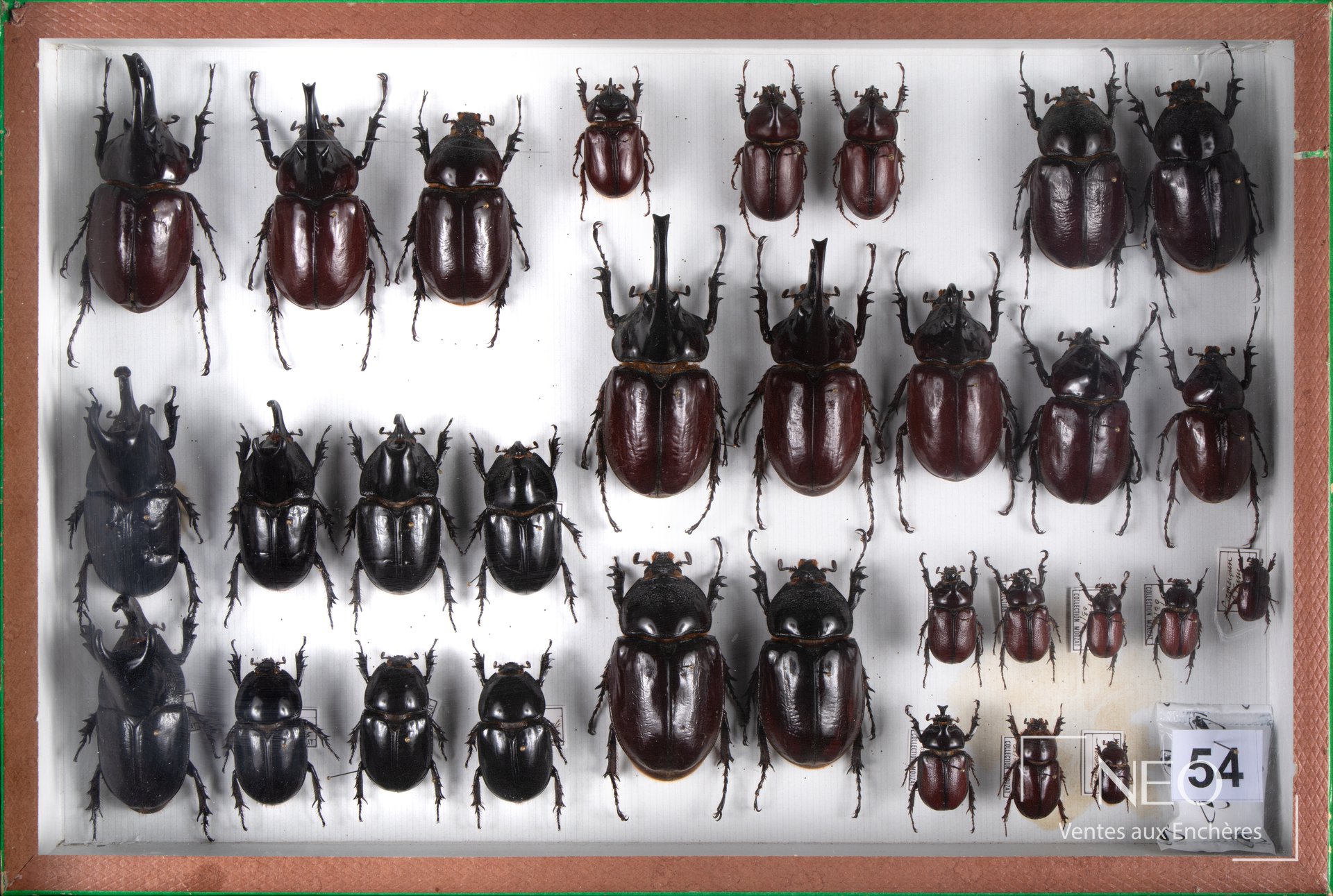 Vue d’ensemble d’une boîte d’insectes présentant de nombreux Dynastidae épinglés.