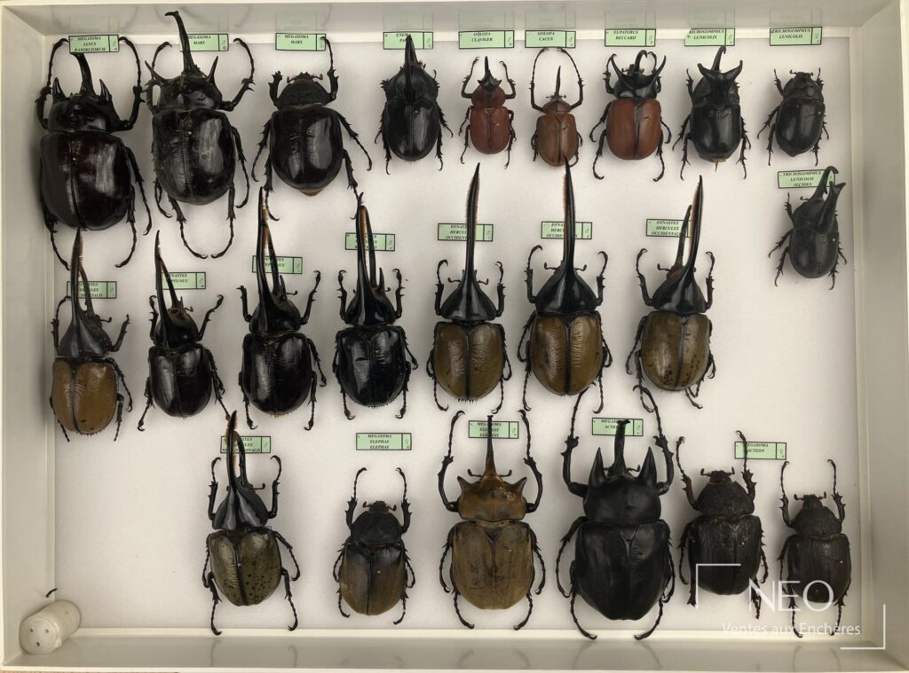 Boîte d’entomologie présentant plusieurs Dynastidae néotropicaux alignés sous verre