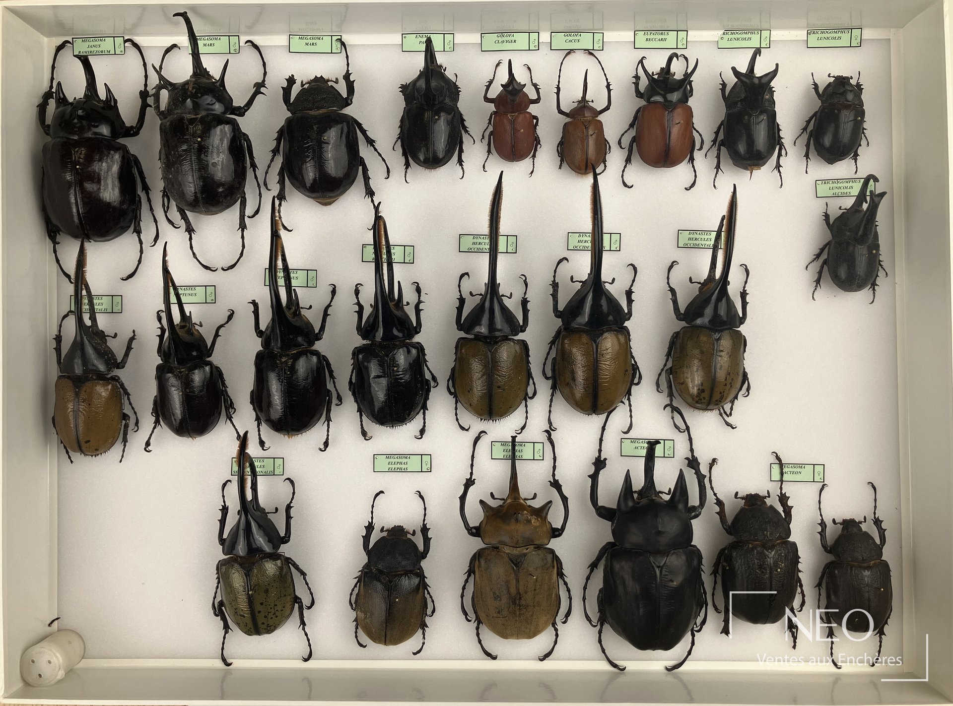 Boîte d’entomologie présentant plusieurs Dynastidae néotropicaux alignés sous verre
