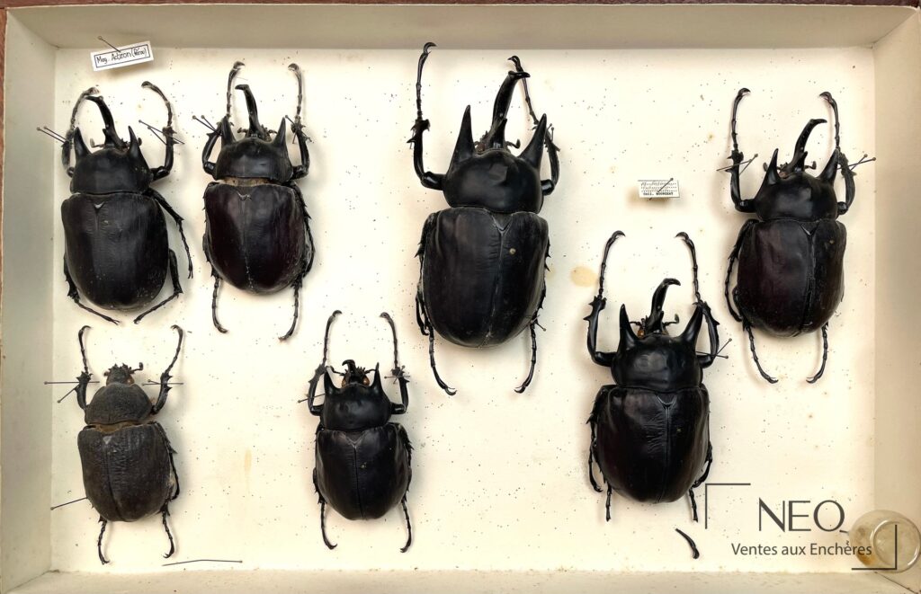 Boîte d'insectes naturalisés avec grands Dynastidae noirs épinglés sur fond clair