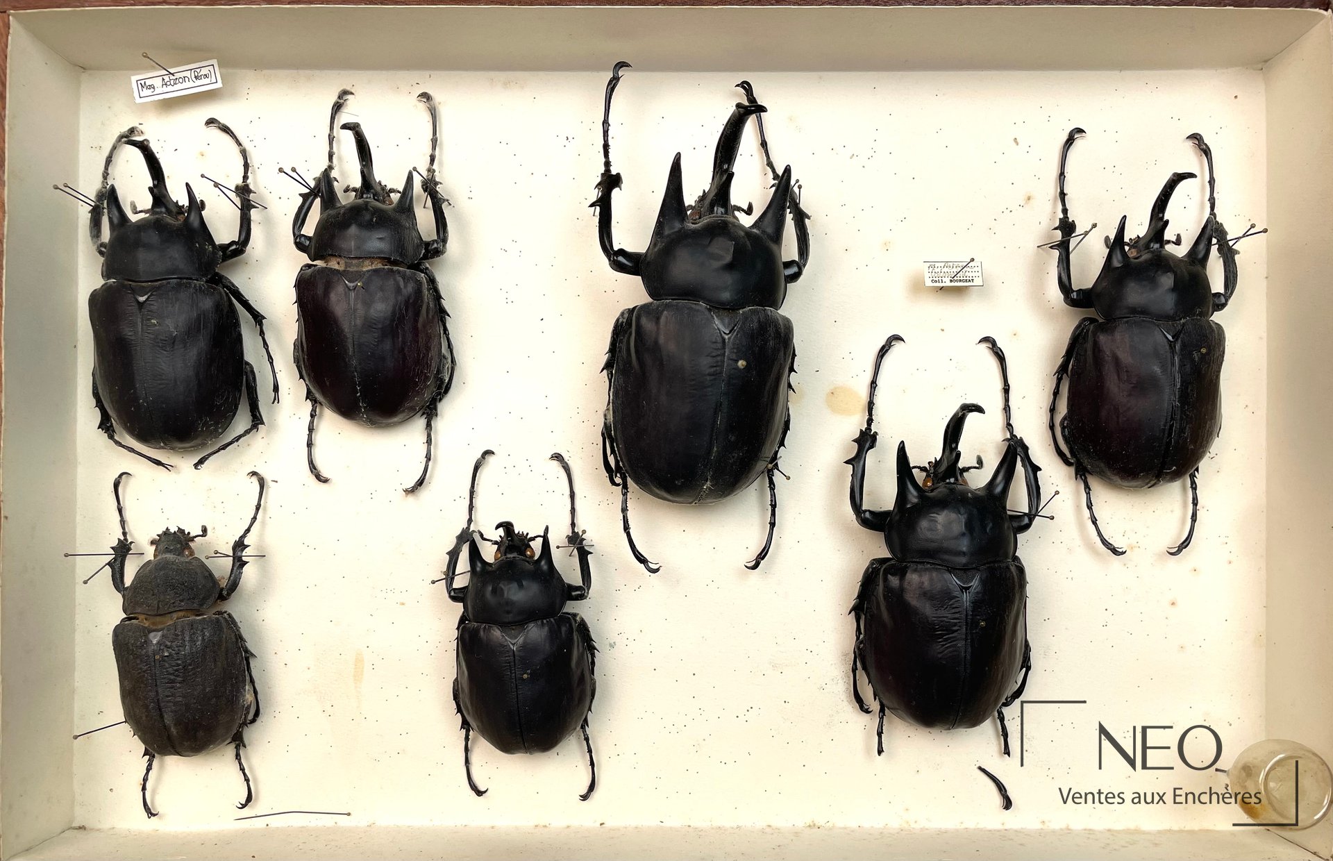 Boîte d'insectes naturalisés avec grands Dynastidae noirs épinglés sur fond clair