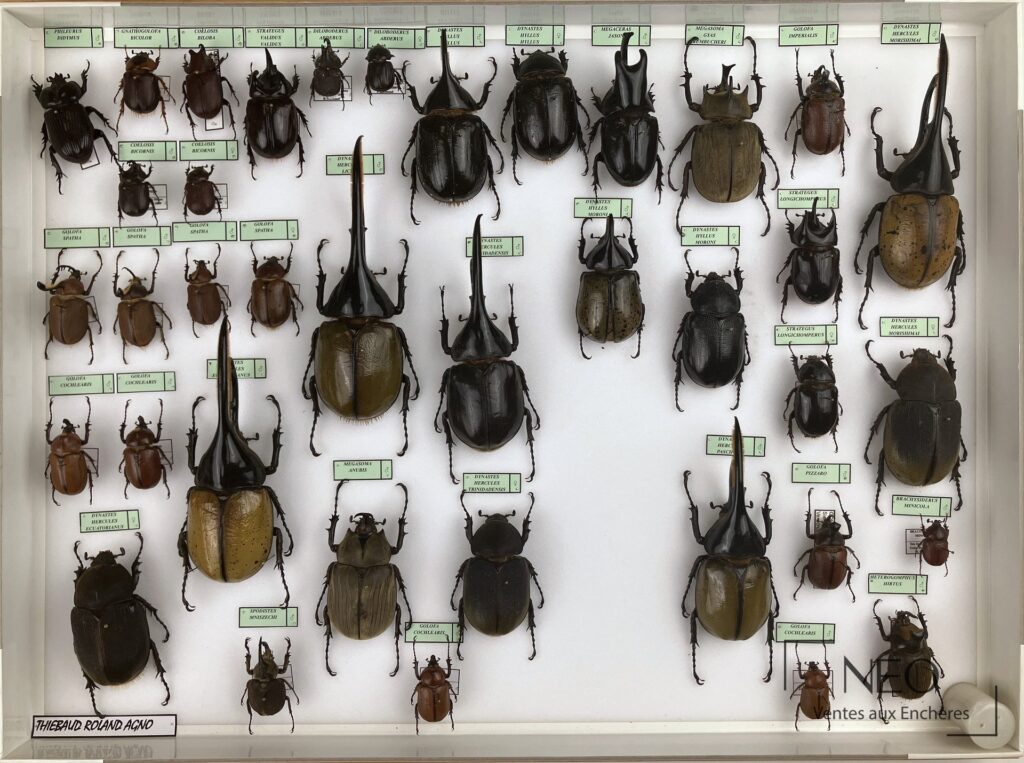 Boîte entomologique présentant une collection de Dynastidae néotropicaux épinglés et étiquetés
