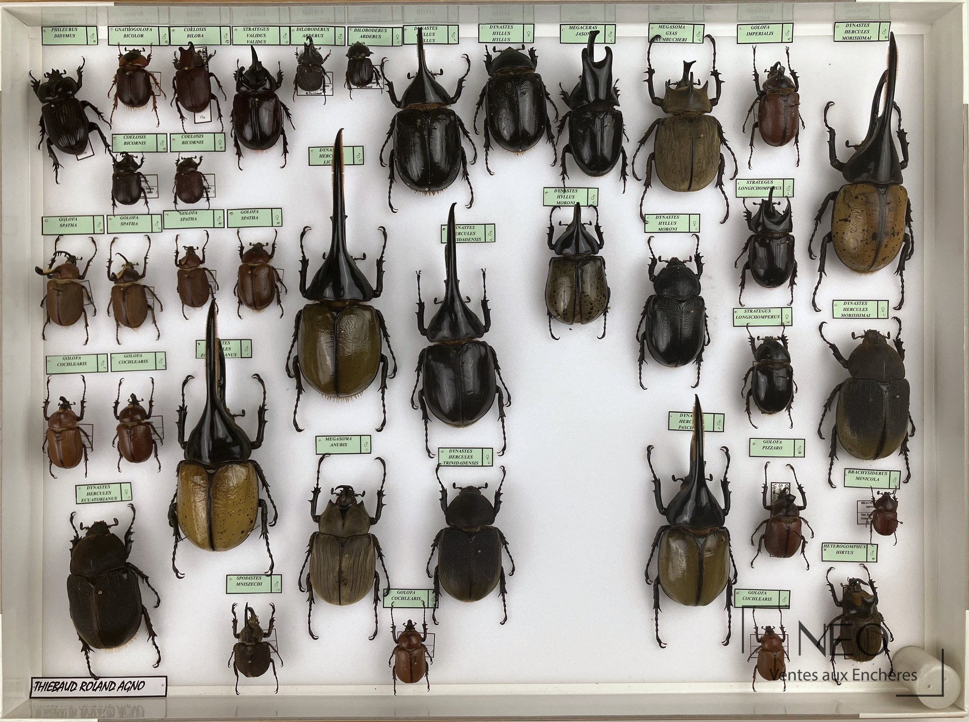 Boîte entomologique présentant une collection de Dynastidae néotropicaux épinglés et étiquetés