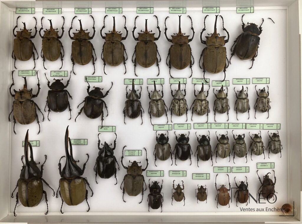 Ensemble de boîtes entomologiques présentant plusieurs coléoptères naturalisés et étiquetés
