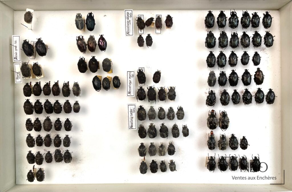 Boîte d'insectes présentant de nombreux Cetonidae épinglés