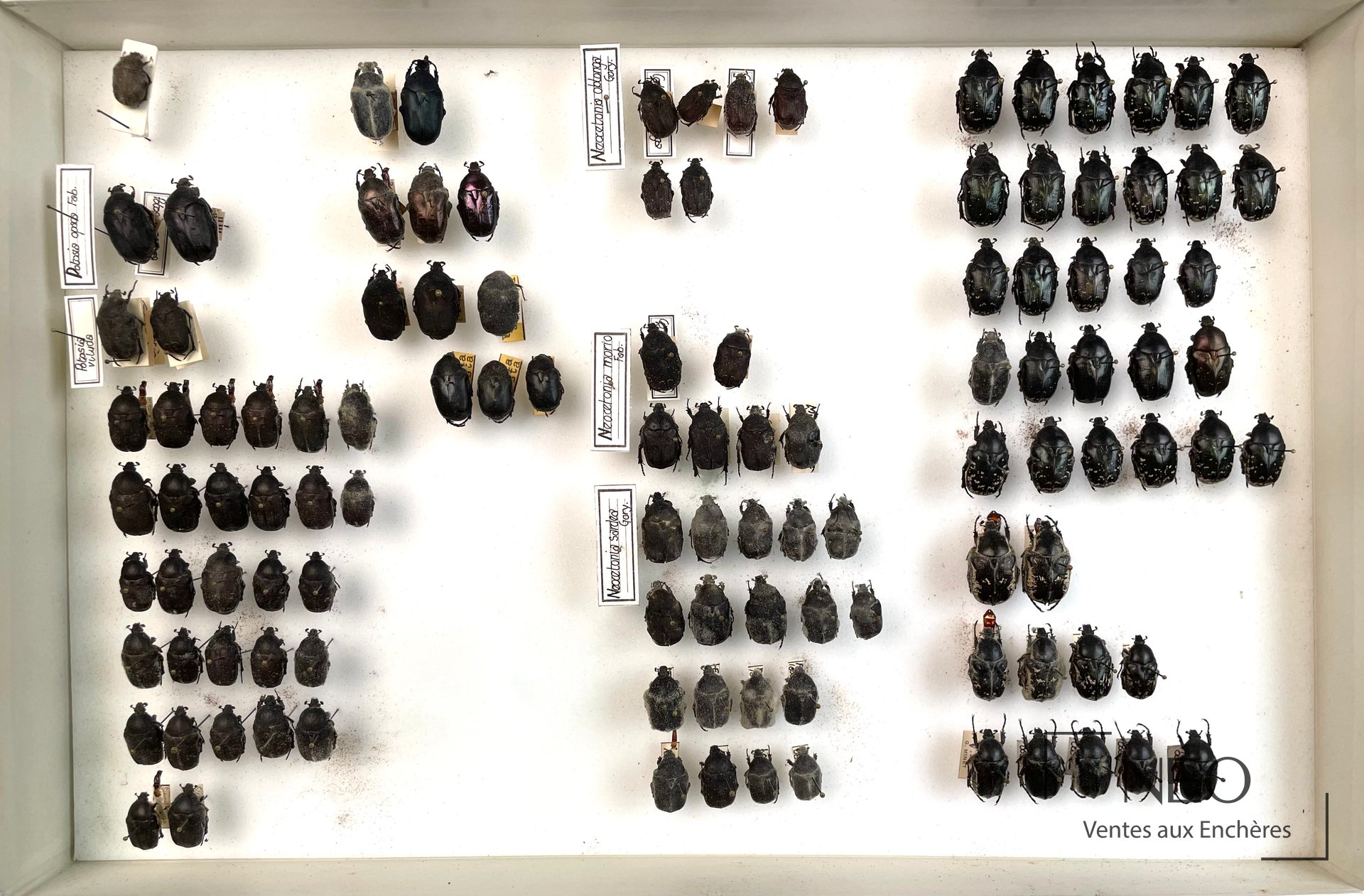 Boîte d'insectes présentant de nombreux Cetonidae épinglés