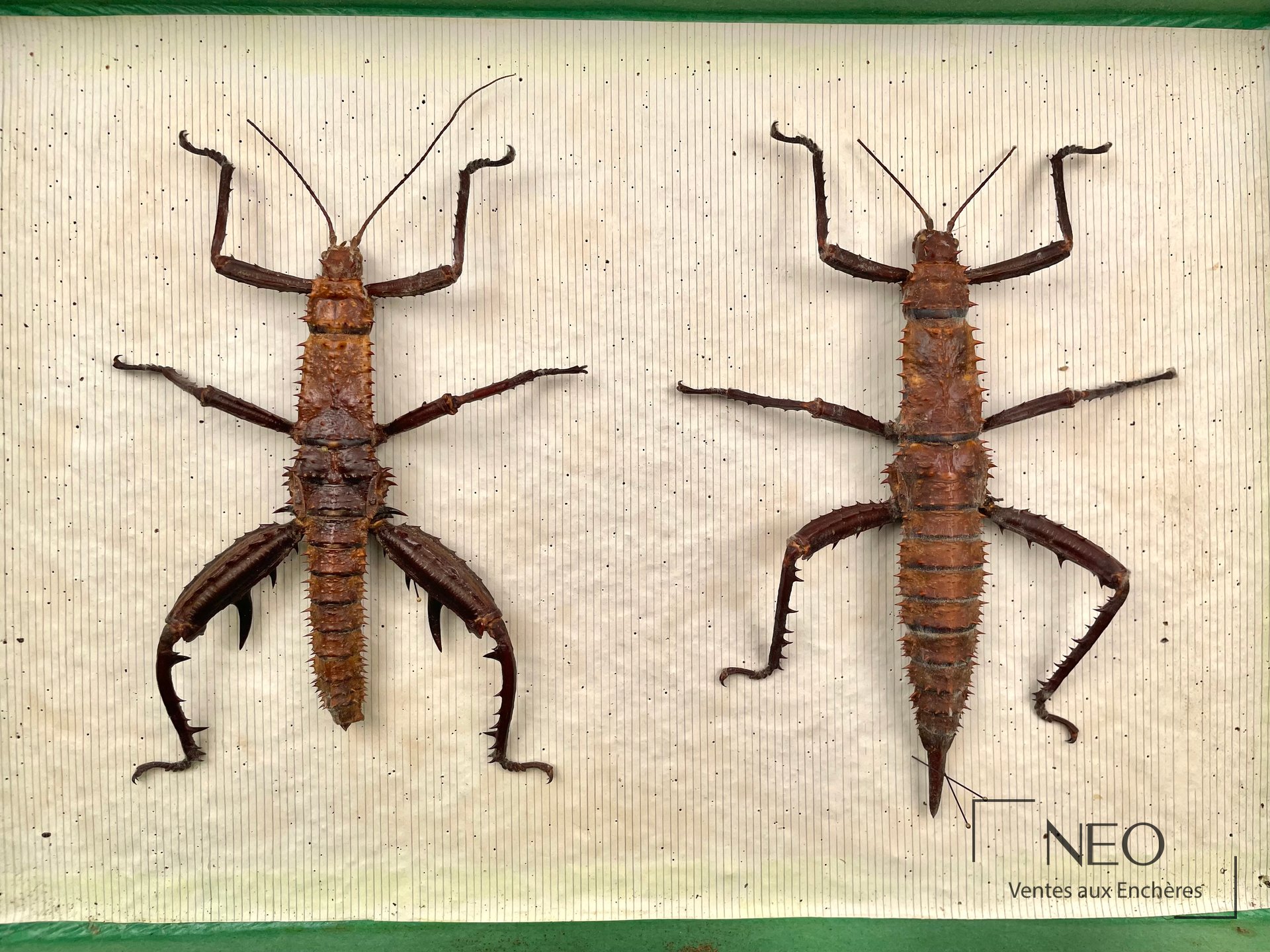 Deux orthoptères naturalisés fixés dans une boîte à fond rayé
