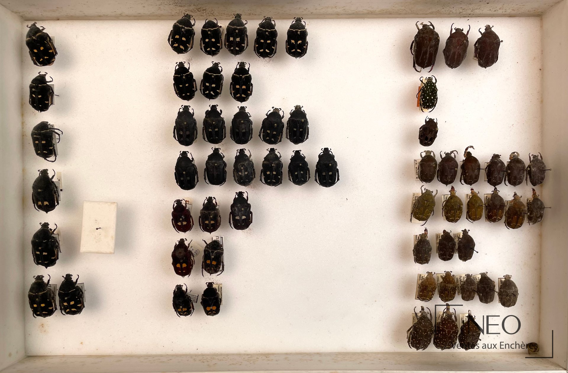 Boîte d'insectes naturalisés présentant plusieurs Cetonidae asiatiques épinglés sur fond blanc