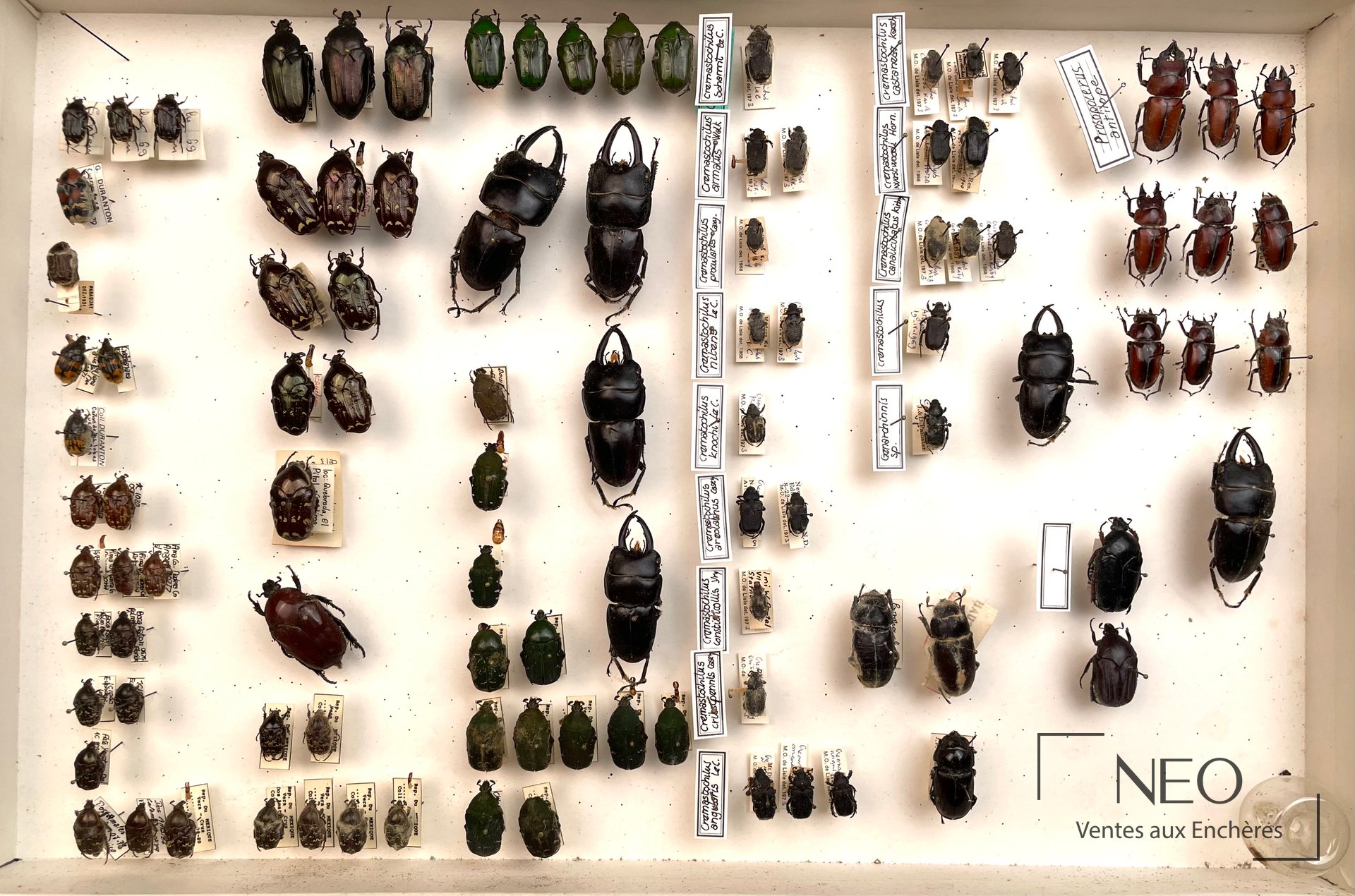 Boîte entomologique avec de nombreux coléoptères épinglés et étiquetés