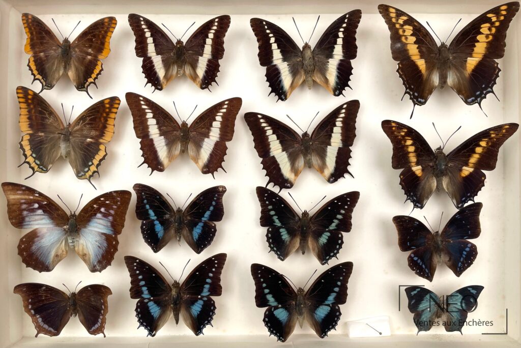 Boîte d'insectes présentant plusieurs Charaxes disposés en vue de face