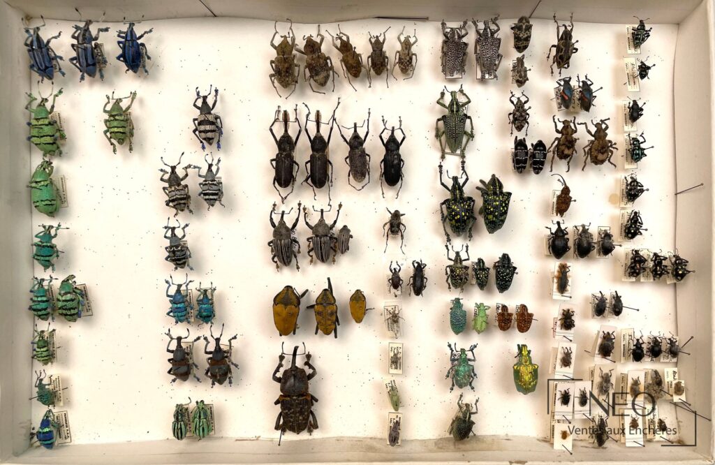 Boîte d'ensemble de coléoptères naturalisés