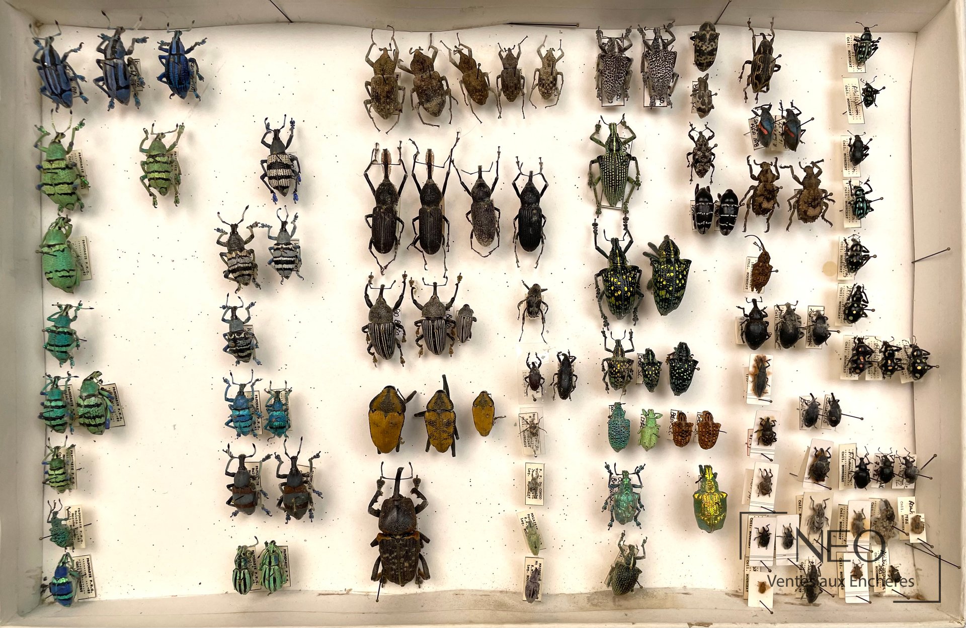 Ensemble de coléoptères anciens, collection G. Minet et Bourgeat
