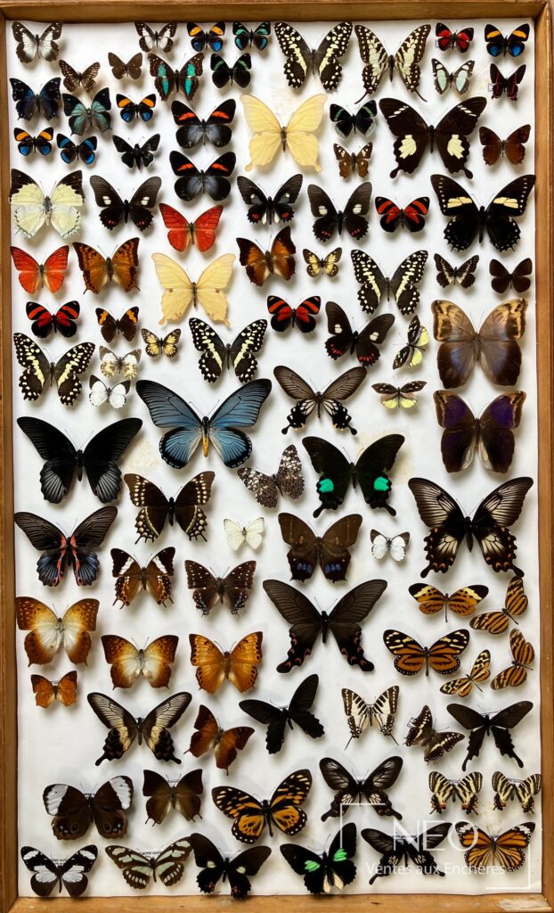 Boîte de Rhopalocères présentant de nombreux papillons montés sur fond clair